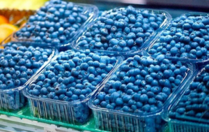 When Is Blueberry Season? Regional Guide & Peak Tips