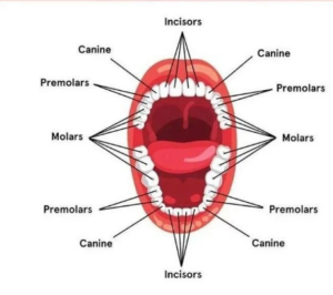 Names of Teeth: Complete Guide to Tooth Types & Numbering