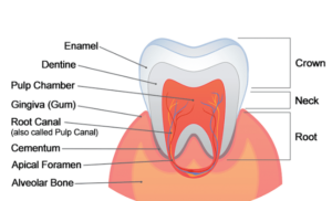 Names of Teeth: Complete Guide to Tooth Types & Numbering